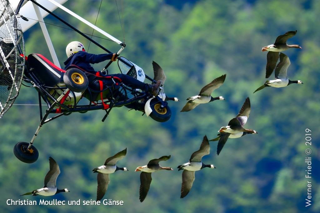 Christian Moullec und seine Gänse